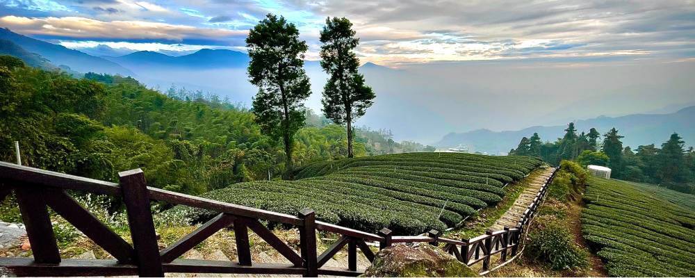 Cover image for Affordable Ooty Packages – 3 Days, 4 Days & 5 Days Plans