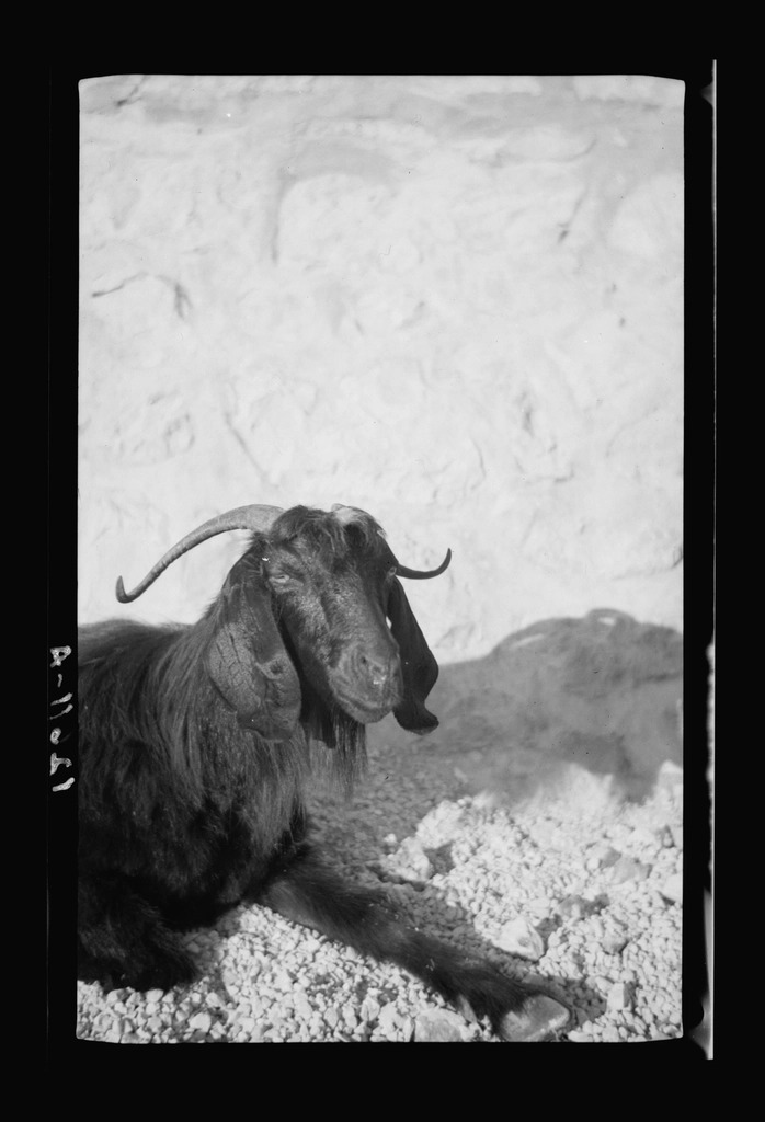Close-up portrait of a goat looking directly at the camera