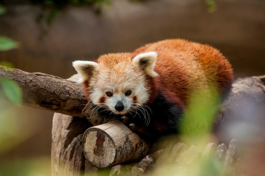 A red panda resting on a tree branch, the animal whose name was used as a model codename