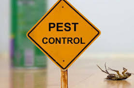Cover image for Termite Control Treatment Services Near Me Reliable Pest Solutions