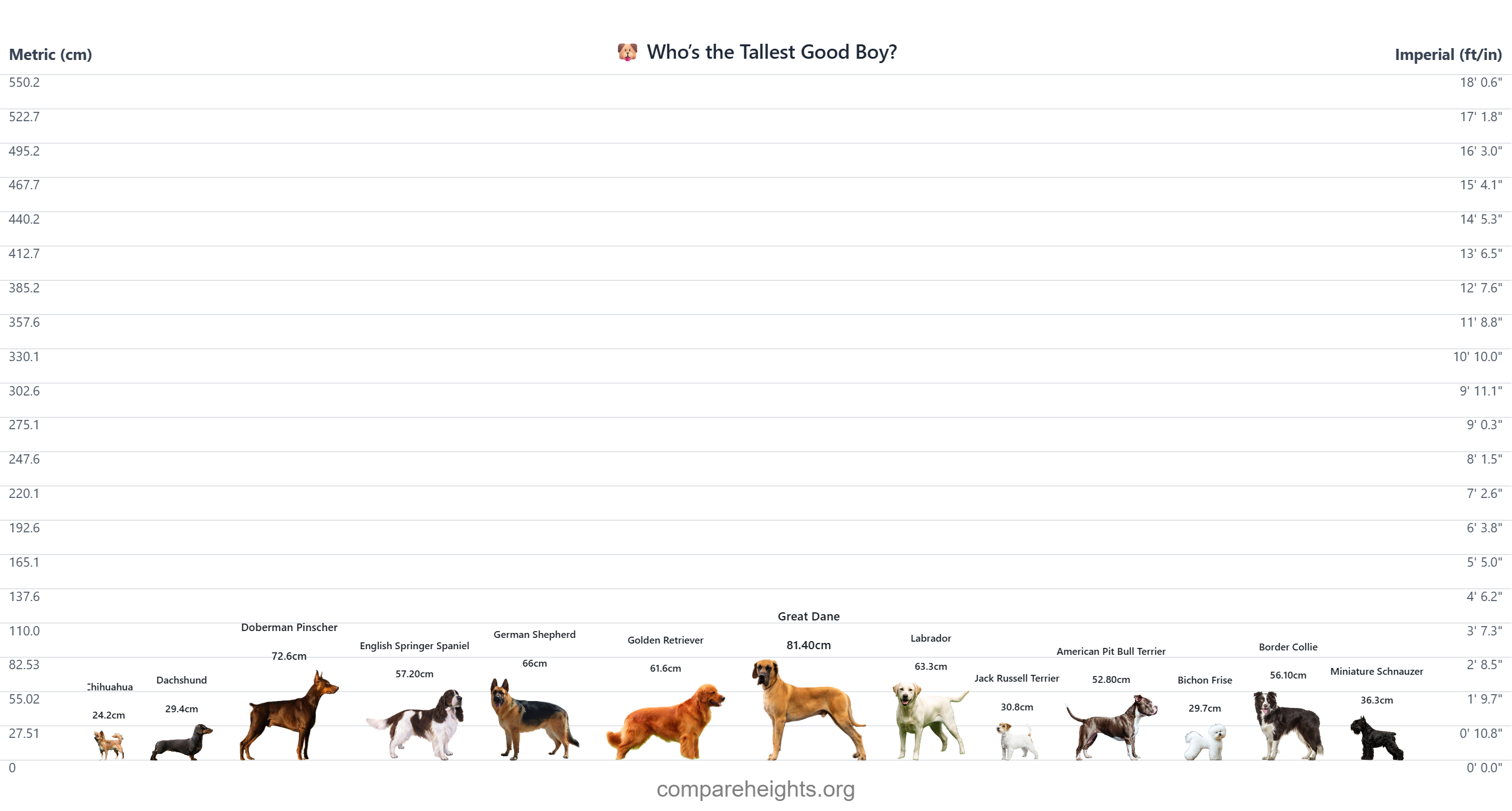 who-is-the-tallest-good-boy