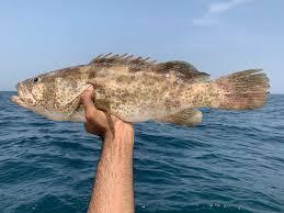 Cover image for Jesh Fish: A Nutritious and Popular Seafood Choice