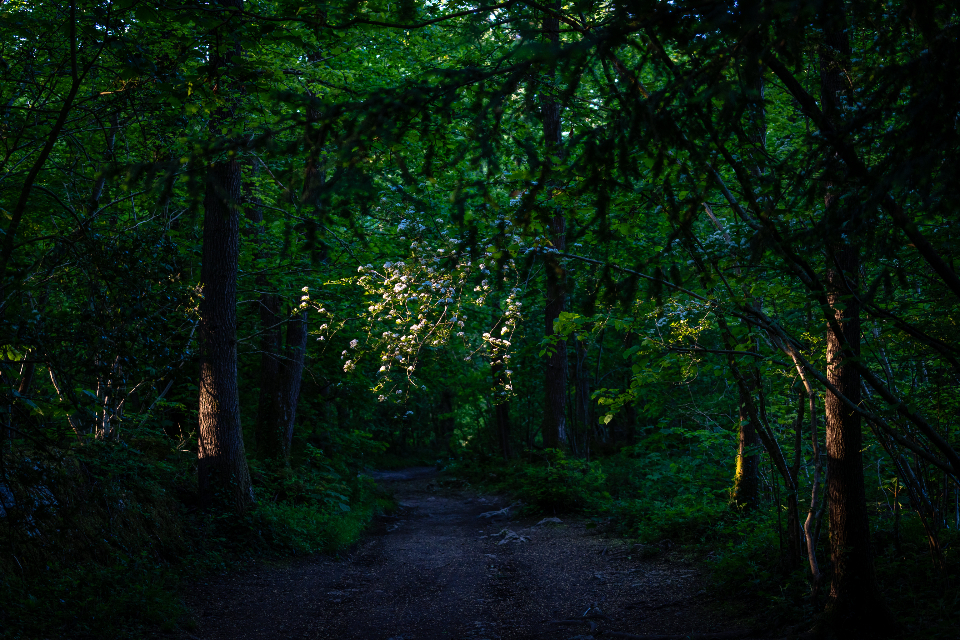 Narrow forest path lit by low morning sun through the trees