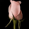 عبدالسلام السباعى profile picture