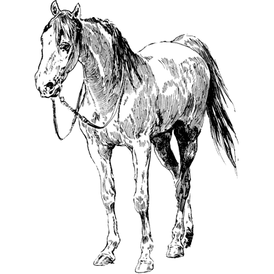 nier profile picture