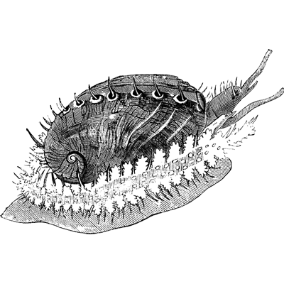 Free Video Generator profile picture