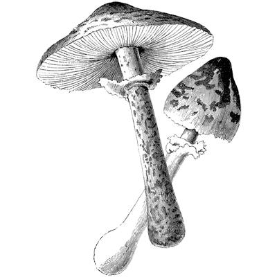 Martinluna profile picture