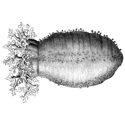 arianaswift profile picture