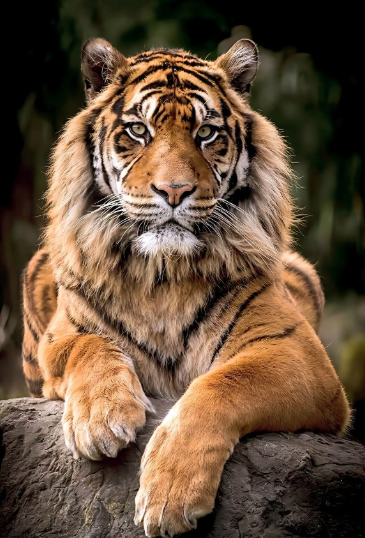 colorify_ai_coloring profile