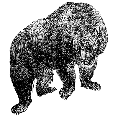 qiyan profile picture